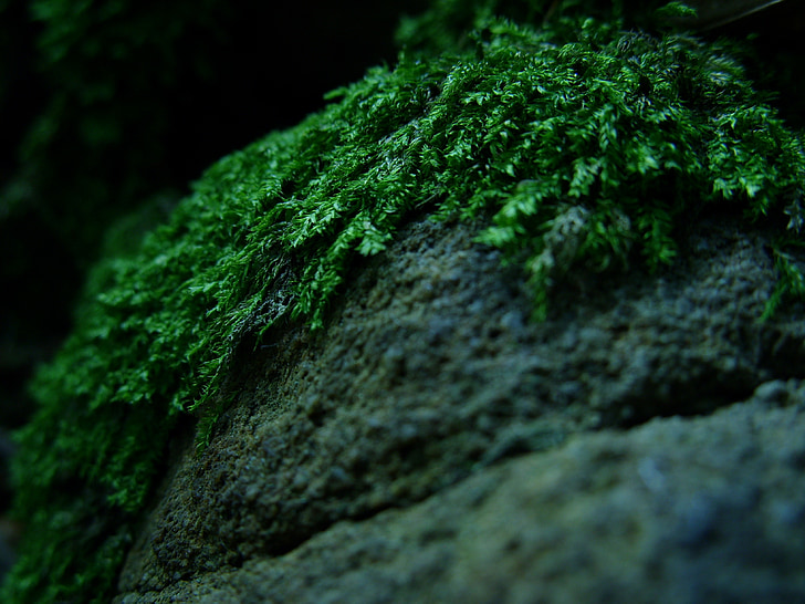 forest-moss-forest-litter-macro-preview.jpg